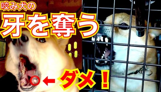 【犬歯を奪う】噛む犬の牙を削る獣医的処置は最悪の結果を生む