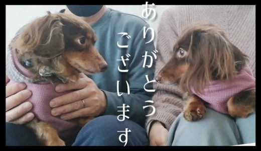 【保護犬】祝！！チャンネル登録者数1000人突破しました！！【チワックスもことカニヘンダックスこと】