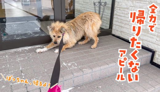 病院から『絶対に帰りたくない』と抗議する雑種犬