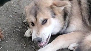 狼犬が敗北する瞬間！