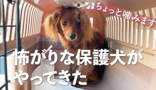 怖がり保護犬ダップーのリマちゃんが始めて家に来た日のVlog 【#Day1】