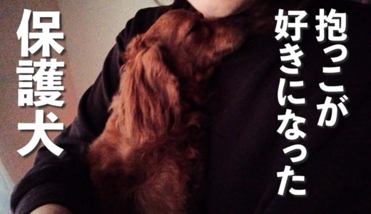 抱っこが好きになった怖がりな保護犬リマ、8日目のVlog【Day8】