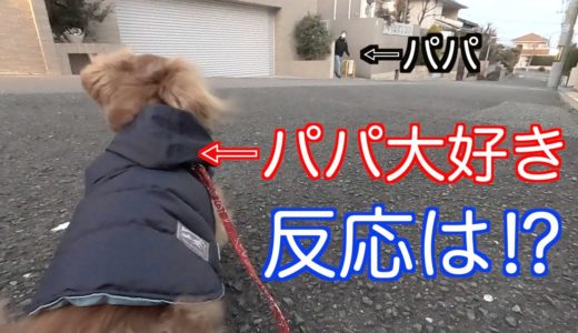 【元保護犬】いないはずのパパが突然目の前に現れた時の反応が意外過ぎた【カニンヘンダックスえびすの日常】#61