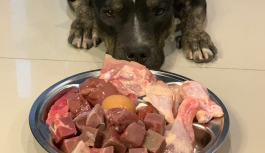 🐶Oliang the Pit Bull eats🍓🎲🥩Diced Beef Angus&Chicken combo[ASMR]MUKBANG 犬が生の肉を食べる [咀嚼音] DOG VLOG