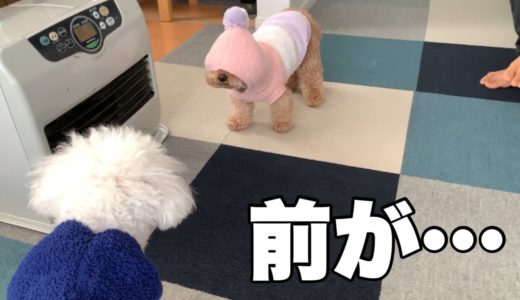 前が見えなくなり固まり続ける犬w トイプードル/マルプー