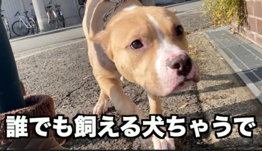 特定犬種は売る方も飼う方もよく考えて欲しい