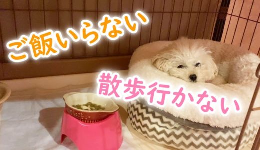 朝は全くやる気がない犬と元気いっぱいの犬