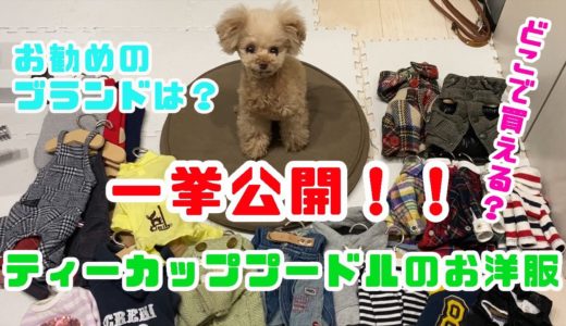 犬の洋服お勧めブランドお教えします！！【トイプードル】