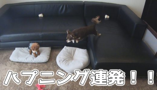 犬だけでお留守番したらハプニングが止まらなかった(汗)トイプードル・チワワ