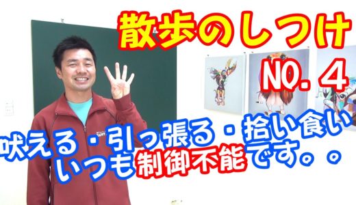 【犬　散歩編④】愛犬がお散歩で言う事を聞かない原因はコレかも！？〖犬のしつけ幼稚園＠神戸〗byかずま先生