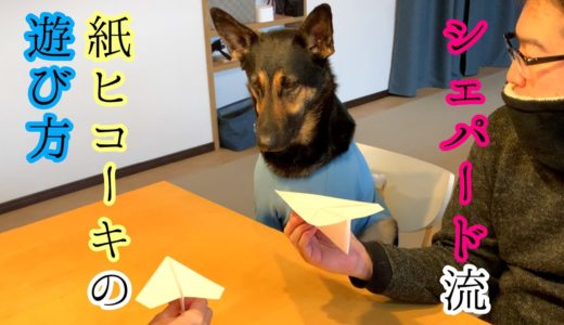 シェパード犬流、紙ヒコーキの遊び方【German Shepherd】 Look At My Dog's Way To Play With A Paper Plane