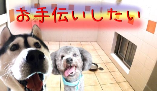 自分の部屋を掃除したいハスキー犬とトイプードル　一人暮らし　犬2匹と暮らす生活