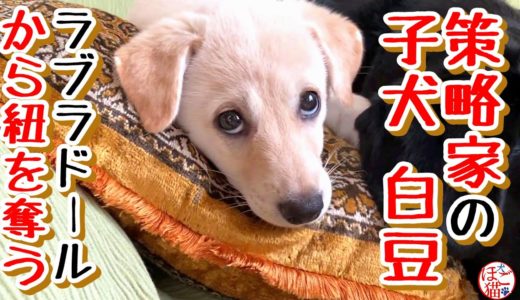 【子犬　保護犬　ラブラドール】なかなか賢い白豆