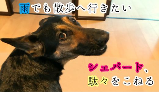 雨だけど散歩に行きたいと駄々をこねるシェパード犬【German Shepherd】 My Dog Is So Fretful Because She Wants To Go Walking