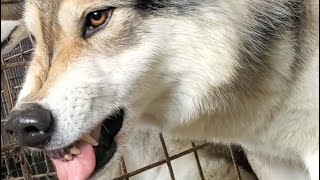 狼犬 親子バトルに周囲が騒然？!