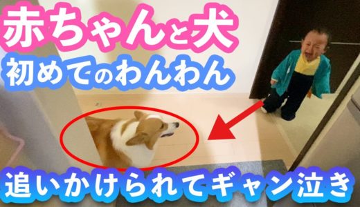 人生初！犬と遭遇した赤ちゃんの反応が可愛すぎる【正月VLOG】