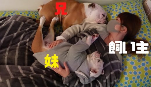 【必見】ひとつのYogiboで犬2匹と寝る方法はこちら！