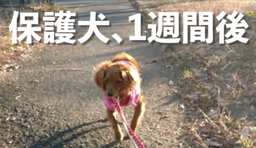 怖がりな保護犬が家庭に来て1週間経った変化【Day7】