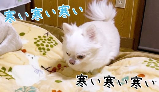 【チワワ】寒くて毛布に一目散に潜り込んでくる犬！お休み前のナイトルーティーン