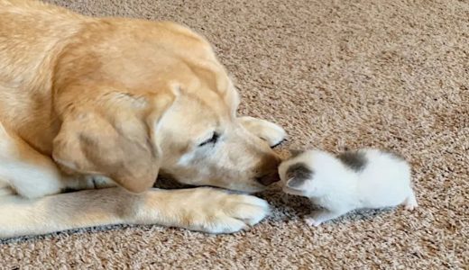 子猫を見守る犬。林の中で独りぼっちで鳴いていた子猫のお世話をする犬の優しさに心温まる【感動】