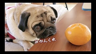 そんな潤んだ瞳で見つめないで…パグ犬ぷぅPug