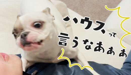 ハウスを命じられた犬の悪あがきｗ【フレンチブルドッグ】