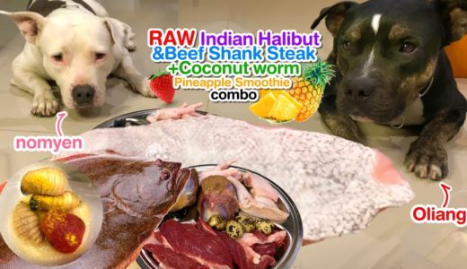 🐶🐶Pit Bulls eat 🇮🇳🐟Indian Halibut Sashimi&🐛🥥🌴🍓Coconut Worm Smoothie [ASMR] MUKBANG 犬が生の肉を食べる[咀嚼音]