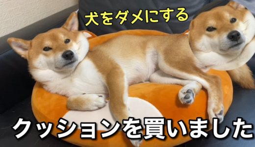 柴犬クッションがお気に入りすぎてダメになってしまう犬