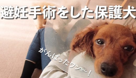 保護犬（元繁殖犬）、避妊手術がんばりました。Vlog【Day21】