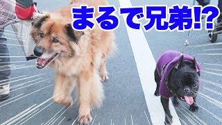 【犬好きにはたまらん可愛さ】体格差も気にせずずっと仲良く並んで歩く２匹