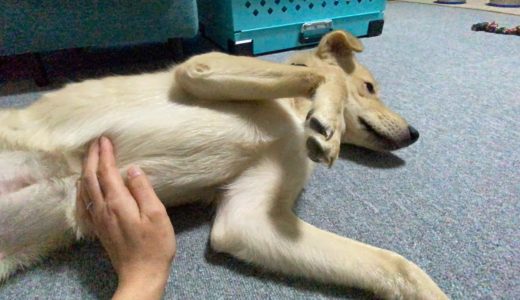 全く触れなかった保護犬が急に甘えん坊になりました