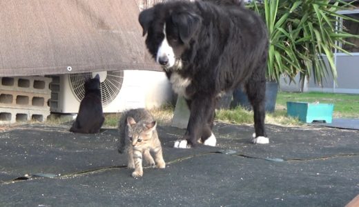 逃げる子猫をつけ回す犬がヤバイ