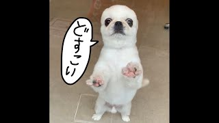 トリミングサロンのドアを壊しにかかる犬の動画