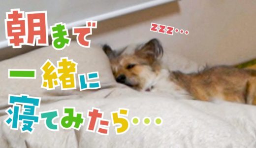 甘えん坊の犬の姉妹と朝まで一緒に寝てみたら…