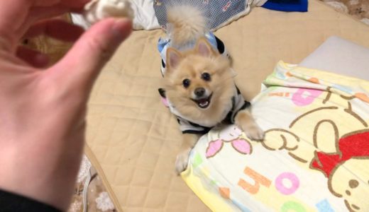 都会育ちの犬が1ヶ月の田舎生活で生意気になりました…笑