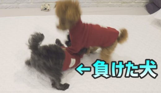 同情される犬、反撃を始めました。