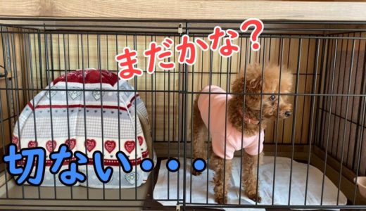 お留守番をする犬が切なすぎました