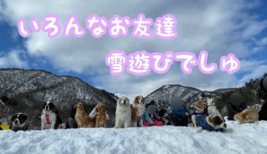 《いろんな犬種のお友達と雪遊び》グレートピレニーズ ピレバニ