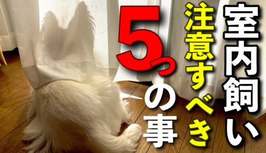 【犬を室内で飼うときに注意したいこと５選】をペットショップ店長が解説します！