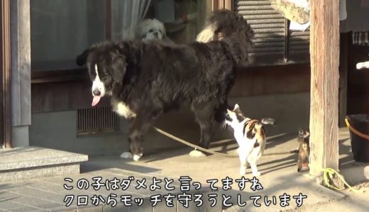 犬から子猫を守ろうとする猫