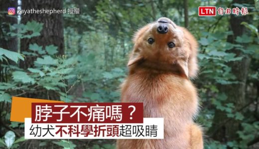 「脖子這樣折不痛嗎？」幼犬折頭看飼主 怪癖超不科學