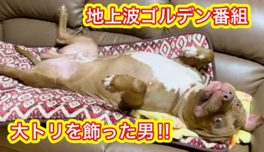 ソファーが気持ち良すぎて依存症になった犬⁉︎