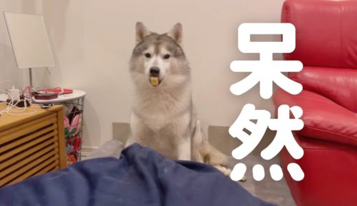 犬が喜び踊るらしいチーズの塊を手に入れて呆然としてるシベリアンハスキー