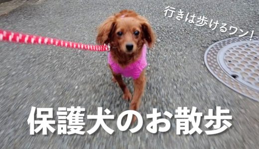 保護犬リマ、お散歩上手になってきました【Day11】