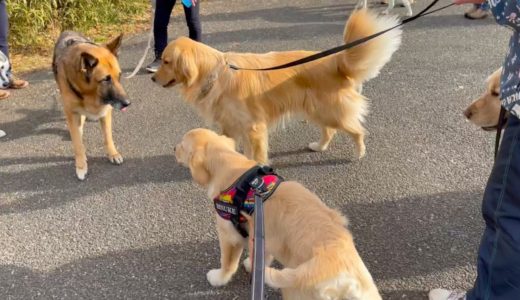 再び大型犬天国に合流しました！