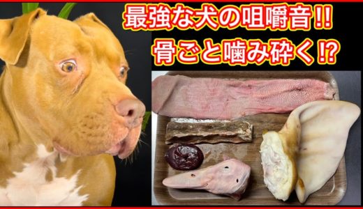 【大食いASMR】最強の犬が生肉を骨ごとバリバリ噛み砕く!!骨テロ、肉テロ注意!咀嚼音、音フェチにおすすめ!