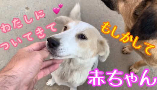 【赤ちゃん見れるかな💕】ママ犬オレオが案内してくれたのは🌸食欲旺盛な７匹の子犬たち💦