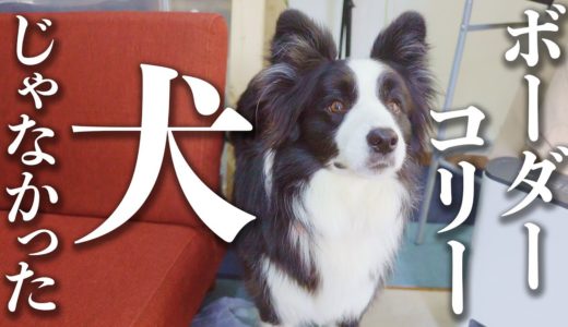 犬と会話出来る機械を使ってボーダーコリーの本音を聞いてみた結果…w【バウリンガル】