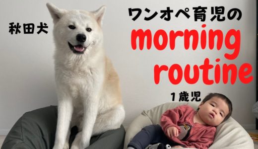 モーニングルーティン【秋田犬と１歳児がいる生活】