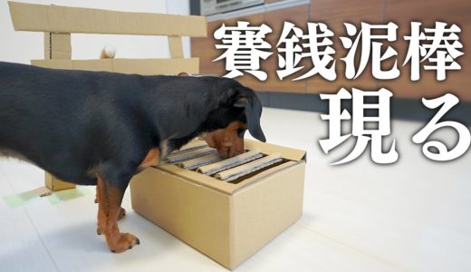 甘酒で酔っぱらい初詣で賽銭泥棒した犬の正月ルーティン